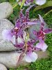 IMG_0066.JPG