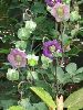 IMG_0042.JPG